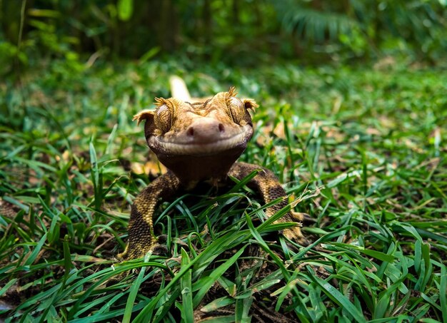 Photo my beautifull crested gecko s