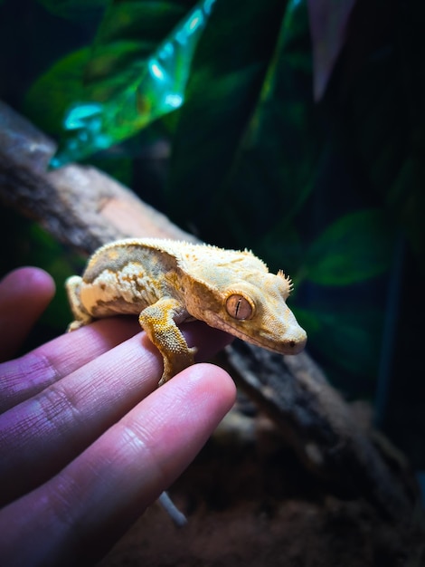 Photo my beautifull crested geckos in terrariurm