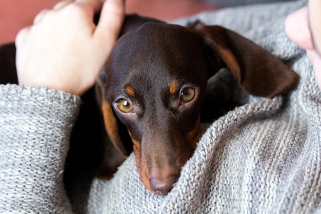 私のかわいいダックスフントの子犬