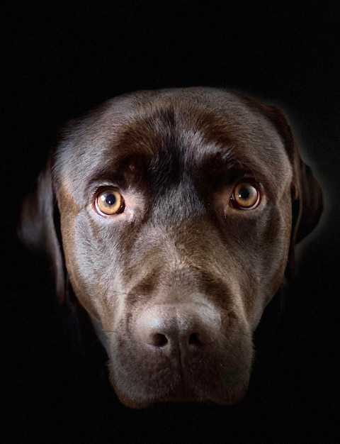 Foto il mio cane labrador al cioccolato.