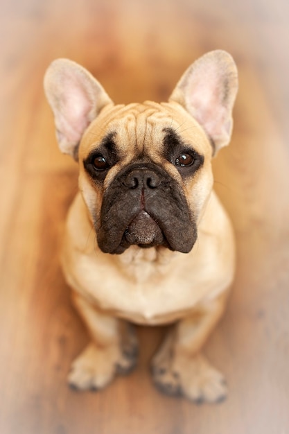 Foto il mio amico è un bulldog francese di nome dado