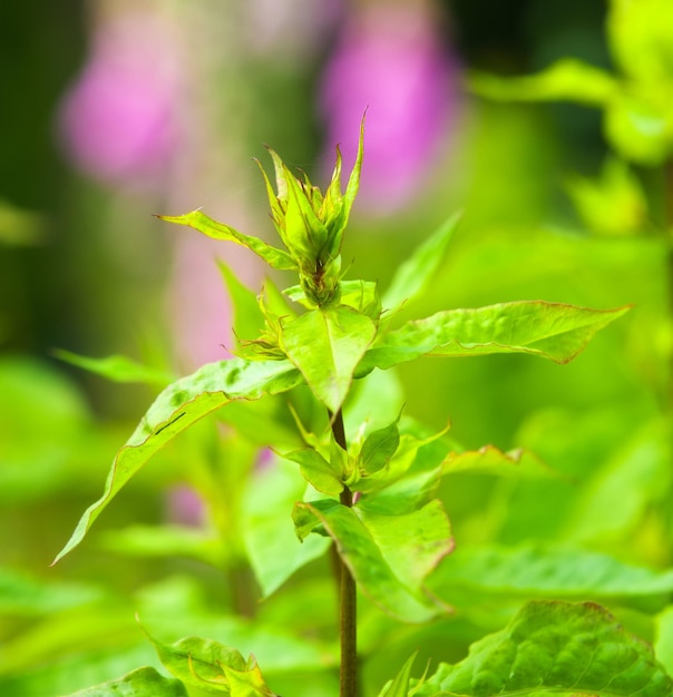 My garden Closeup of rose bud and leaves on a green stem with bokeh background and copy space Passionate for gardening growing fresh roses flowers plants in home garden and backyard