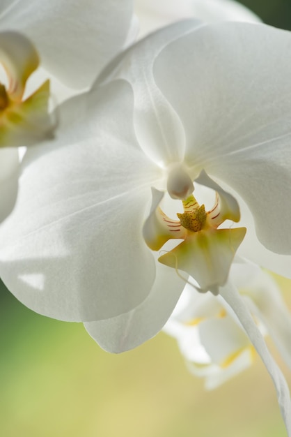Мой сад Крупный план белого цветка орхидеи с желтым в центре Портретное изображение белого цветка с размытым фоном Вид цветка с белыми лепестками в яркий солнечный день