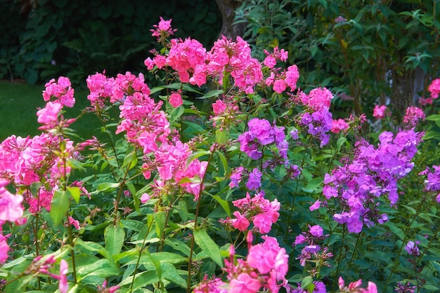 私の庭春の外の晴れた日に庭で色とりどりの花が生えている緑豊かな風景鮮やかなピンクと紫の花の秋フロックスパニクラタが自然に咲き咲きます