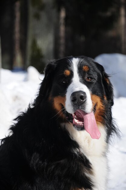 写真 私の可愛い犬は私たちの家を守っています