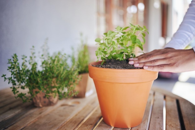 My precious growing seed. Cropped shot of an unrecognizable tending to her pot plant.