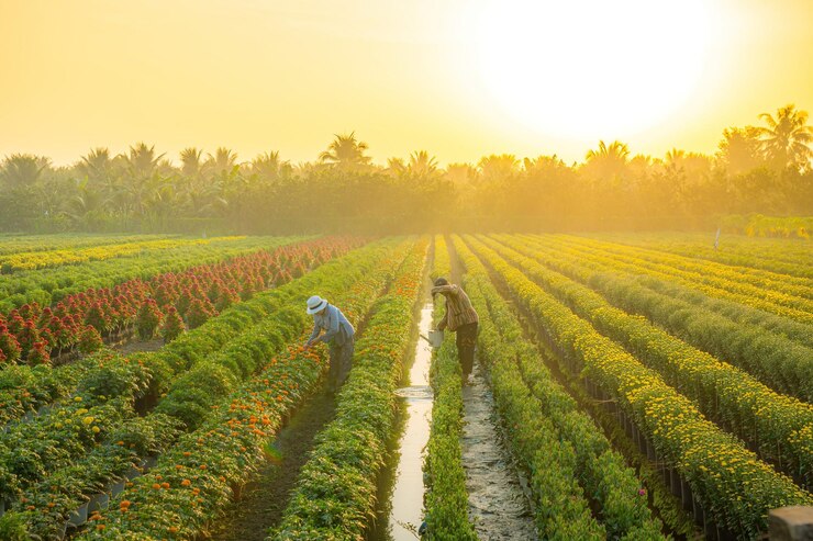 My Tho VIETNAM JAN 24 2024 uitzicht op My Phong Flower Village in My Tho City mensen zorgen voor bloemen voor Tet Dit is het oudste dorp dat gespecialiseerd is in het kweken van bloemen in Vietnam.