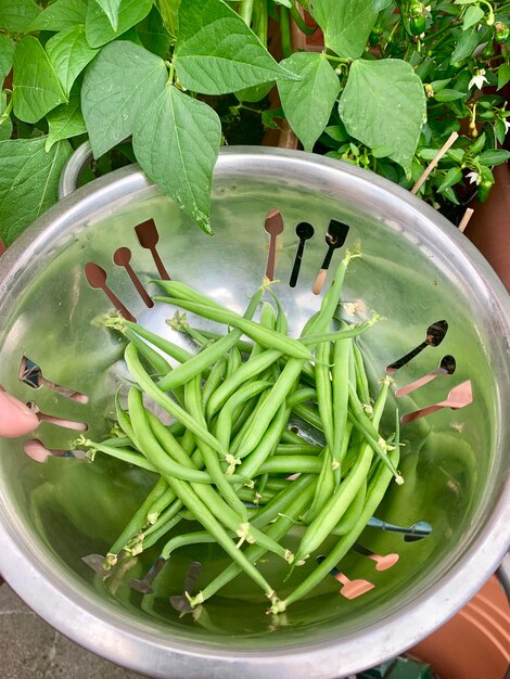 My veggies freshly harvests