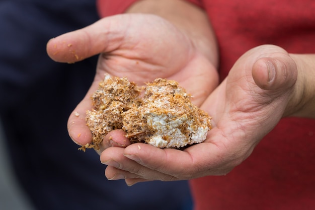 Mycelium fungus on sawdust for cultivating mushrooms, on the palms of male hands