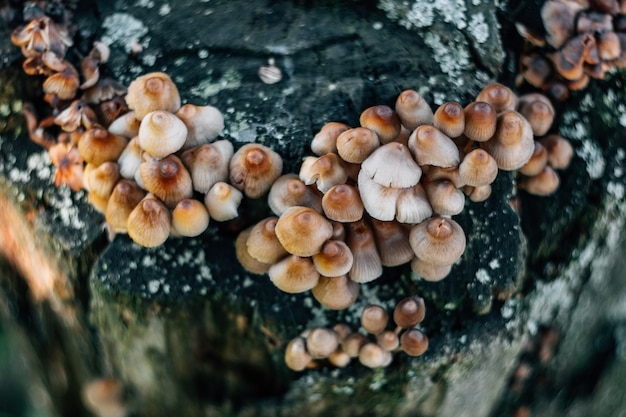 Фото Гроздь mycena inclinata на старом гнилом пне крупным планом группа коричневых небольших грибов