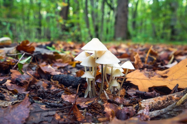 Photo mycena laevigata in the forest