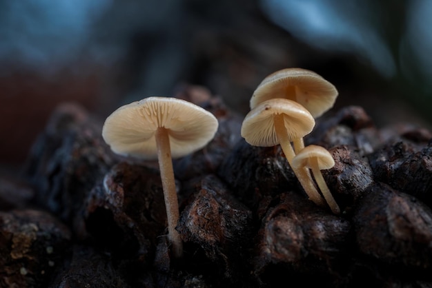 Photo mycena little mushrooms on pine cone