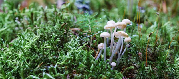 Mycena paddenstoelen op gras en mos