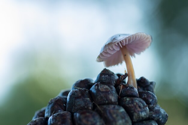 Mycena seynesii. Kleine champignons op dennenappel.