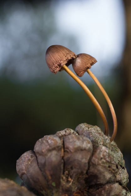 Photo mycena seynesii