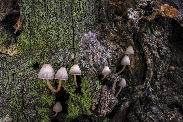Mycena sp Kleine champignons in een kastanjebos