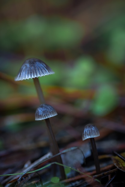 Foto mycena sp. kleine paddestoelen in het dennenbos.