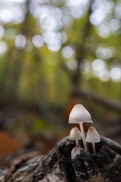 Mycena sp. Маленькие грибы в каштановом лесу.