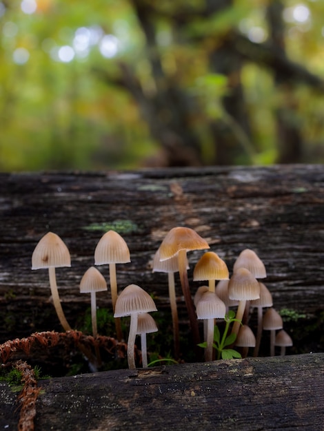 Photo mycena sp small mushrooms in a chestnut forest