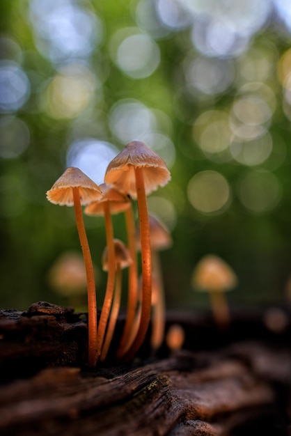 Mycene sp. Kleine paddenstoelen in een kastanjebos.