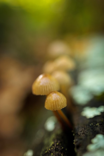 Mycene sp. Kleine paddenstoelen in een kastanjebos.