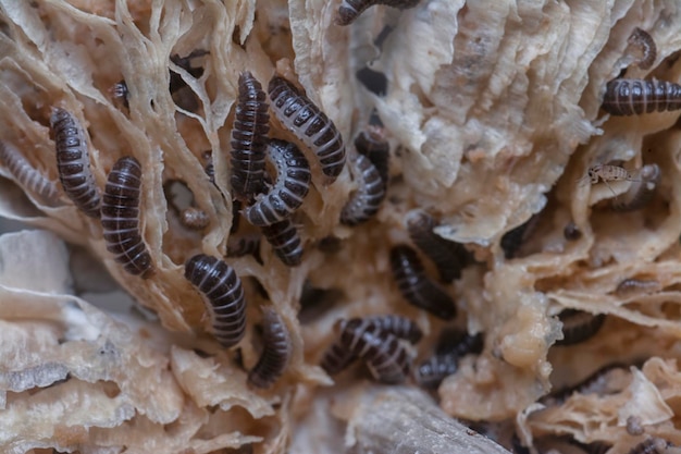 Foto mycetophagus punctatus wormen die zich voeden met de eetbare rotte termitomyces-paddenstoel