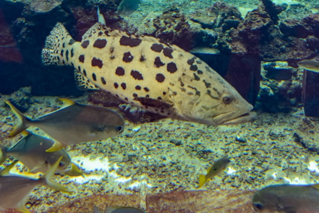 Mycteroperca rosacea (leopard grouper) in the large aquarium is a grouper from the Eastern Central Pacific. It grows to a size of 86 cm in length. Sanya, island Hainan, China.