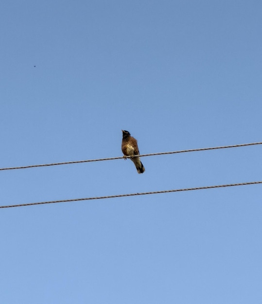 A Myna Sitting On Wire Background Blue Sky