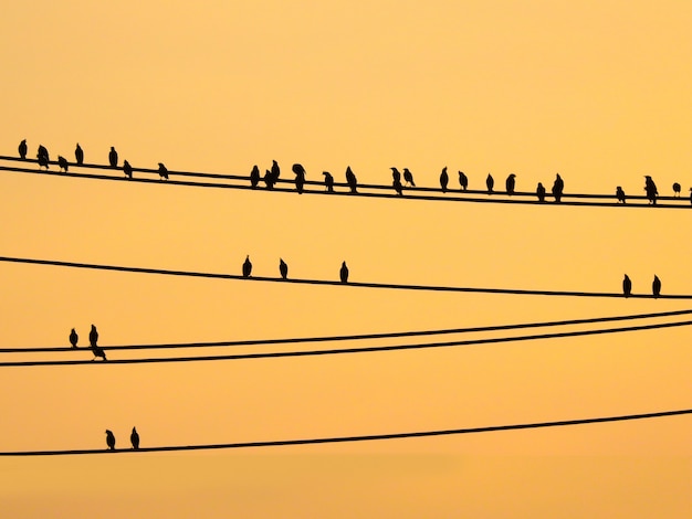 Mynas birds sitting on wires and sunset sky