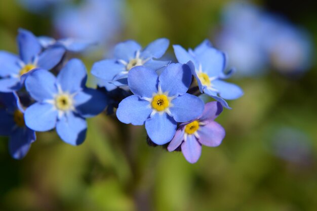 Photo myosotis_also_known_as_forget_me_not_or_scorpion