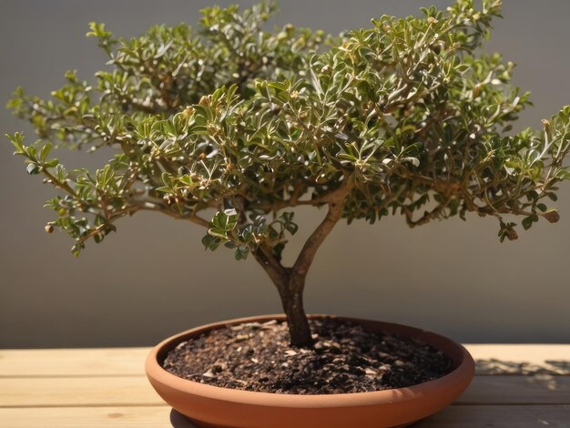 Photo myrrh commiphora myrrha in the garden