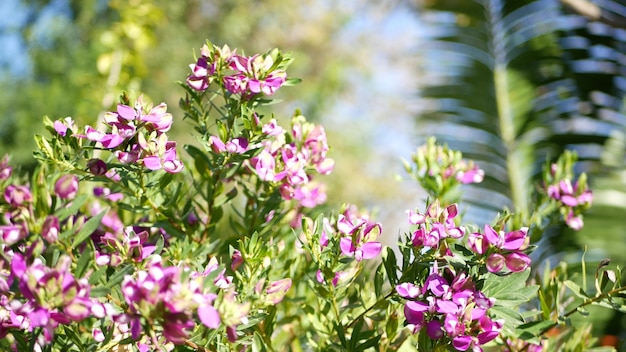 Myrtle leaf milkwort paarse bloem, Californië, VS. Polygala myrtifolia bloeien. botanische bloesem