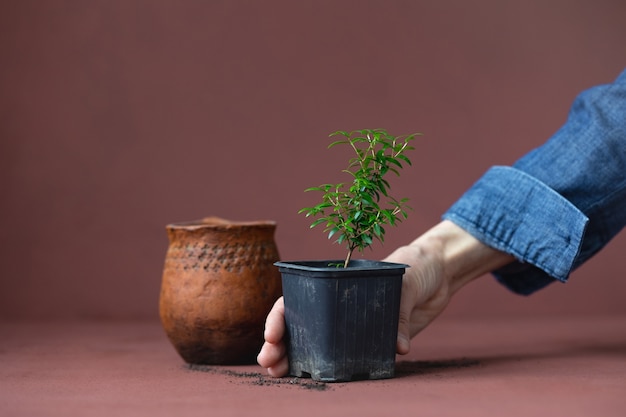 Myrtle plant in womens hands on terracotta background