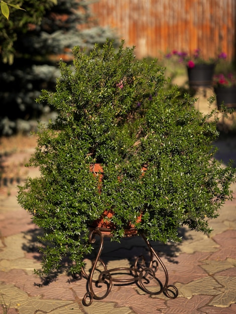 Myrtle in a pot on a stand in a rural yard