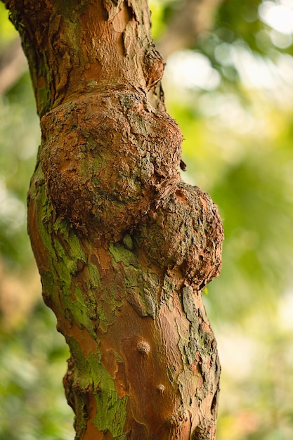 写真 myrtus communis microphylla ミルトの木の幹のクローズアップ