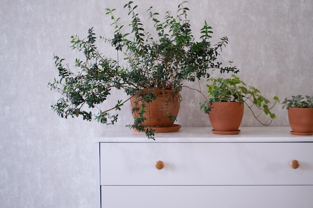 Myrtus, hedera op wit dressoir