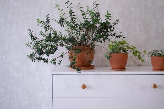 Myrtus, hedera on white dresser