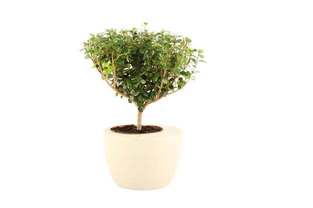 Myrtus