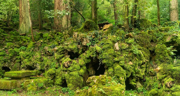 Mysterieus betoverd bos met een grot