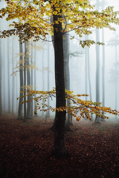 Mysterieus beukenwoud in mist herfstmorgen in het nevelige bos majestueuze natuur achtergrond