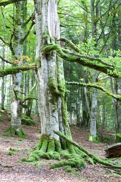 Mysterieus bos vol met enorme bomen