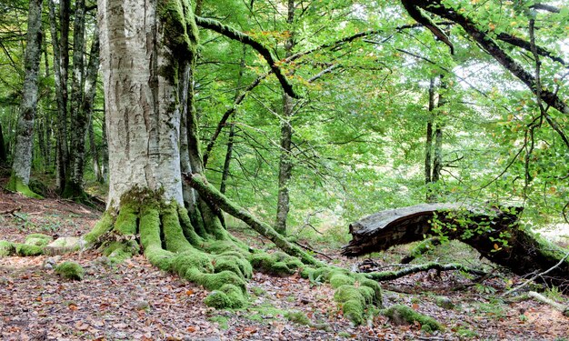 Mysterieus bos vol met enorme bomen