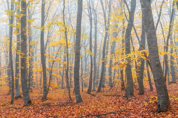 Mysterieus herfst mistig bos