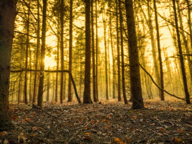 Mysterieus sprookjesbos in een mist Mistig goddelijk herfstbos