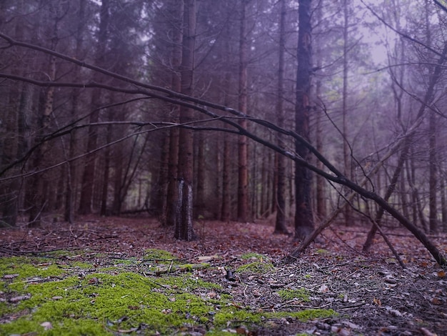 Mysterieus surrealistisch licht in mistig bos Prachtig sprookje in magisch herfstbos