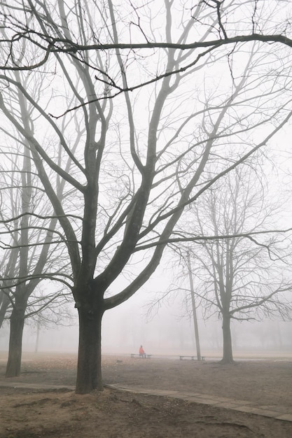 Mysterieus tafereel van de herfstnatuur in het mistige ochtendhumeurige mistige bos