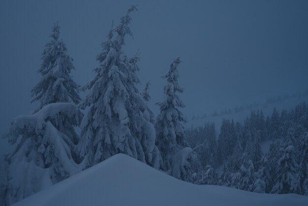 Mysterieus winterlandschap met sneeuwbanken in het dennenbos. Besneeuwde bomen in de schemering