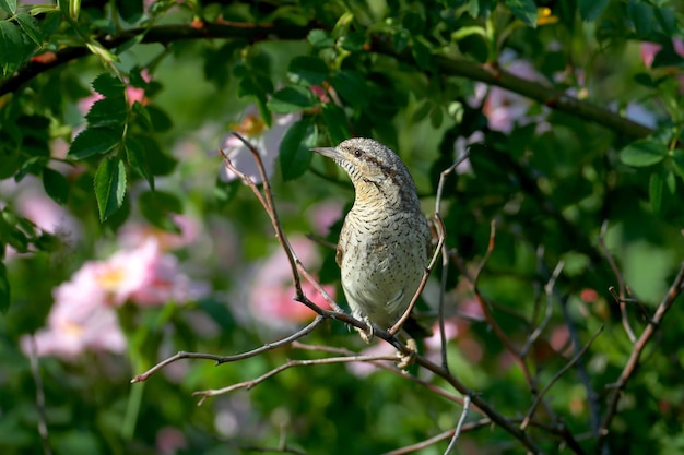 Mysterieuze Euraziatische draaihals of noordelijke draaihals Jynx torquilla