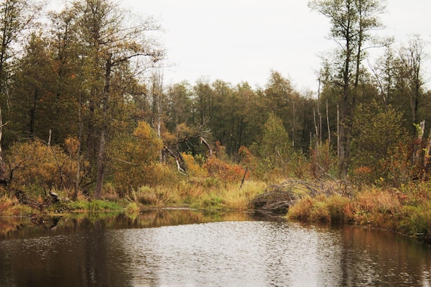 Mysterieuze oever van een bosmeer met prachtige herfstkleuren