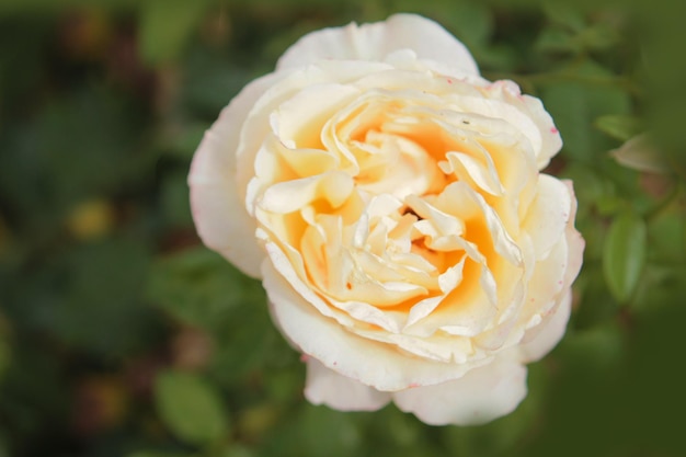 A mysterious delicate beige rose sleeps in the depths of the garden